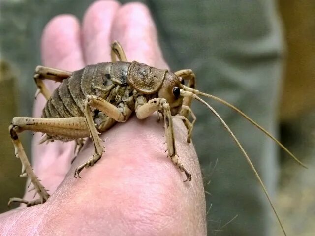 Насекомые китая фото с названиями giant weta from new zealand New zealand wildlife, Weird insects, Pet birds