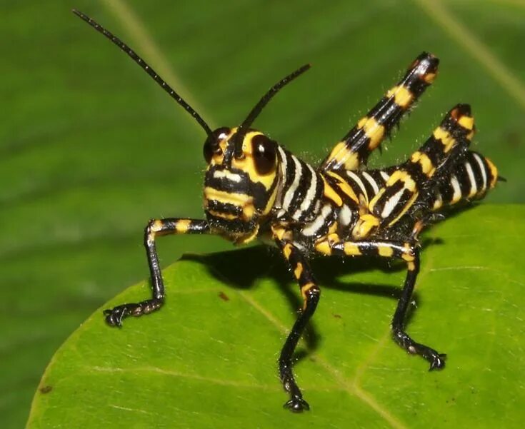 Насекомые китая фото с названиями Wildlife of Belize Beautiful bugs, Arthropods, Bugs and insects
