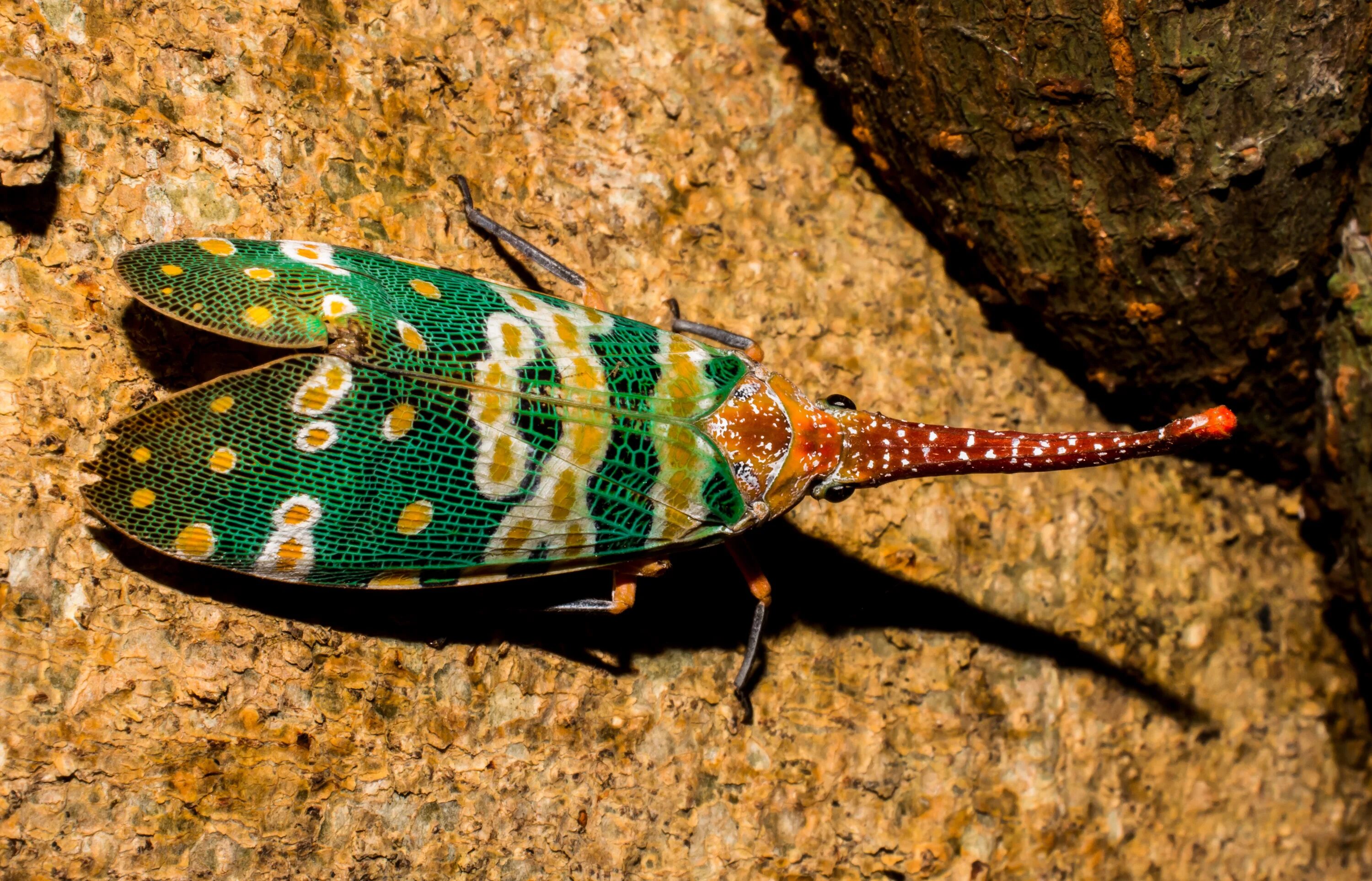 Насекомые китая фото с названиями Canthigaster cicada on the rock free image download