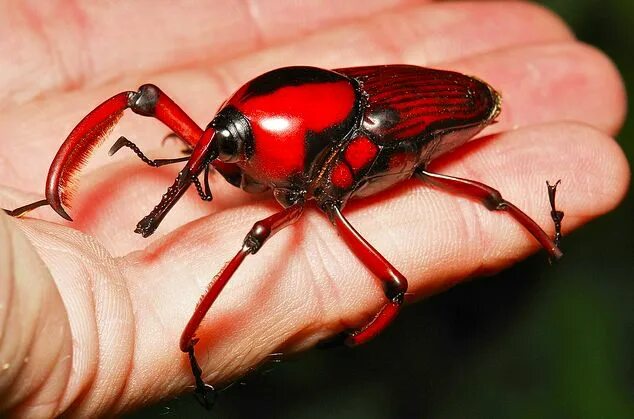 Насекомые китая фото с названиями The Featured Creature - Showcasing Unique and Unusual Wildlife Insects, Weevils,