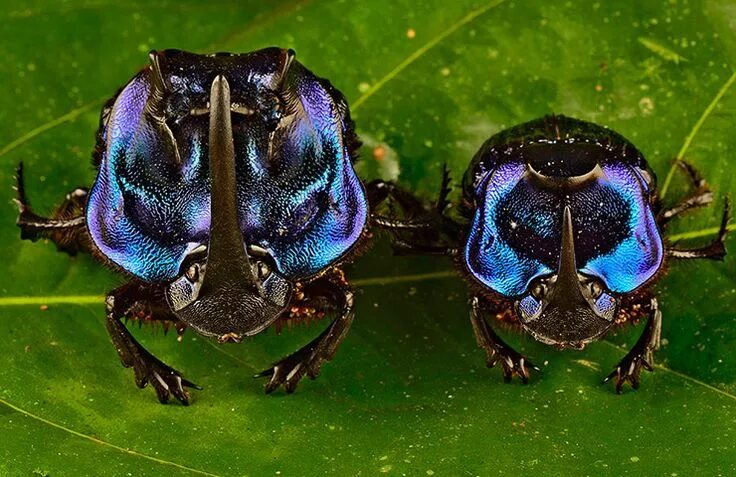 Насекомые китая фото с названиями Sixty new species found in Suriname - in pictures Bugs and insects, Rare species