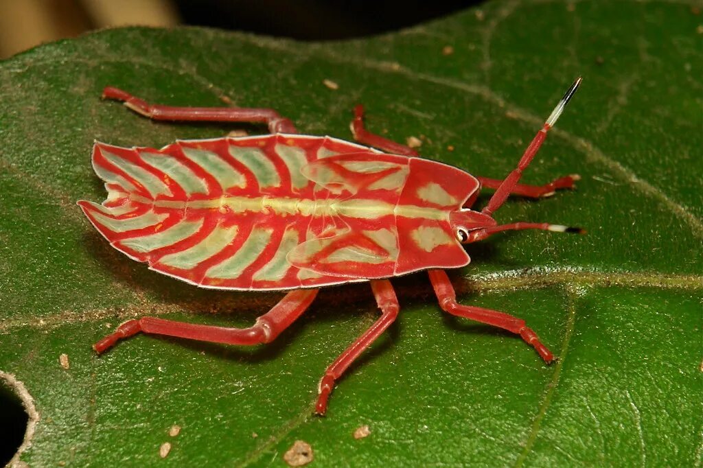 Насекомые китая фото с названиями Giant Shield Bug Nymph (Tessaratomidae) Pu'er, Yunnan, Chi. itchydogimages Flick
