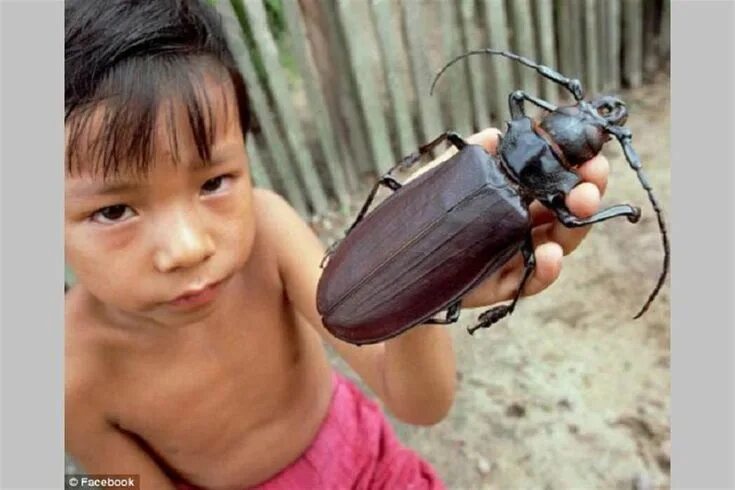 Насекомые китая фото с названиями Pin on Insects,Butterflies Biggest insect, Giant animals, Beetle