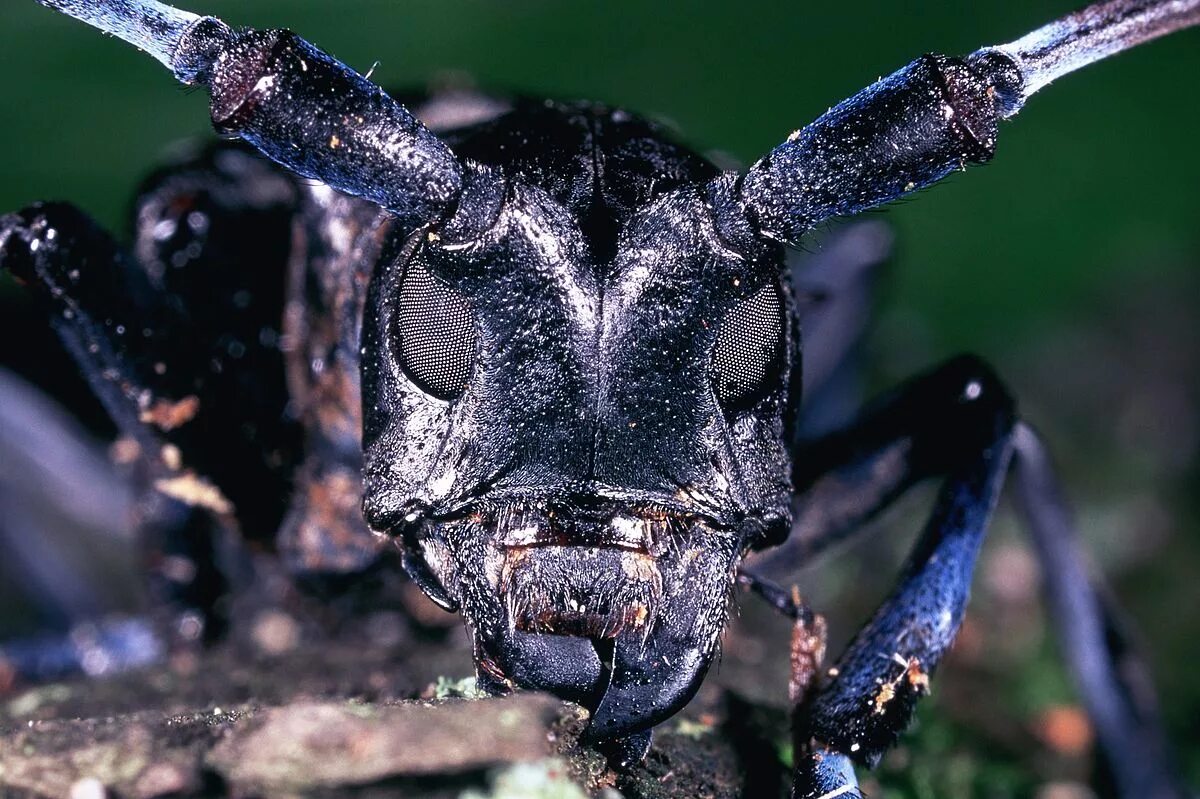 Насекомые китая фото с названиями Fail:Asian longhorn beetle insect.jpg - Vikipeedia