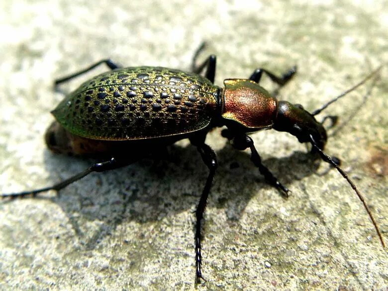 Насекомые китая фото с названиями Animalia, Beetle, Arachnids