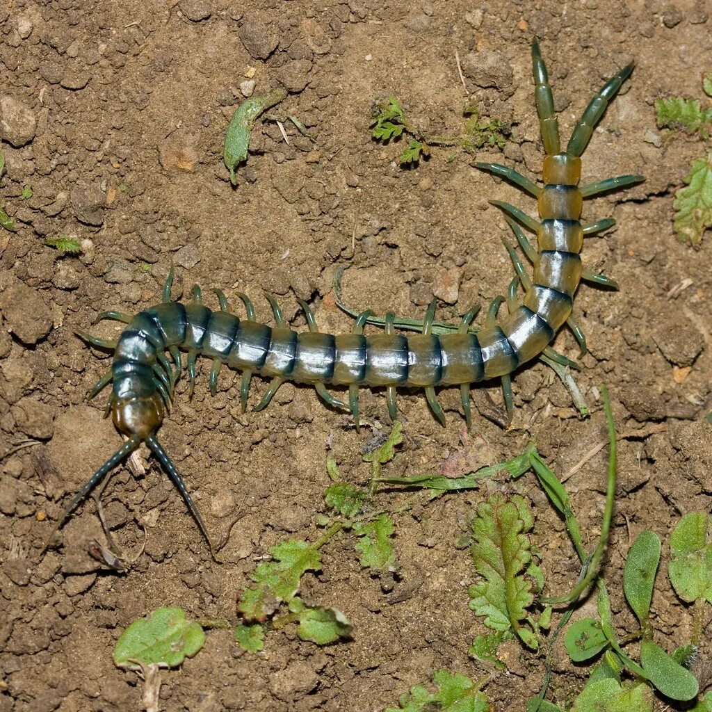 Насекомые краснодарского края фото Scolopendra polymorpha Myriopods are a mystery to me, so i. Flickr