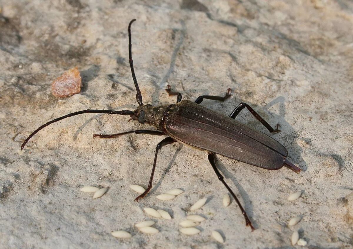 Насекомые краснодарского края фото и названия Файл:Aegosoma scabricorne01.jpg - Википедия