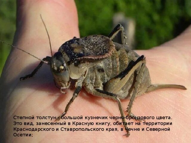Насекомые краснодарского края фото и названия Интересное про кузнечиков