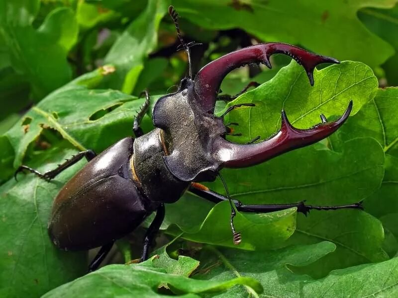 Насекомые краснодарского края фото и названия Жук-олень Lucanus cervus (L., 1758) (Lucanidae) - фото Б.М. Лободы