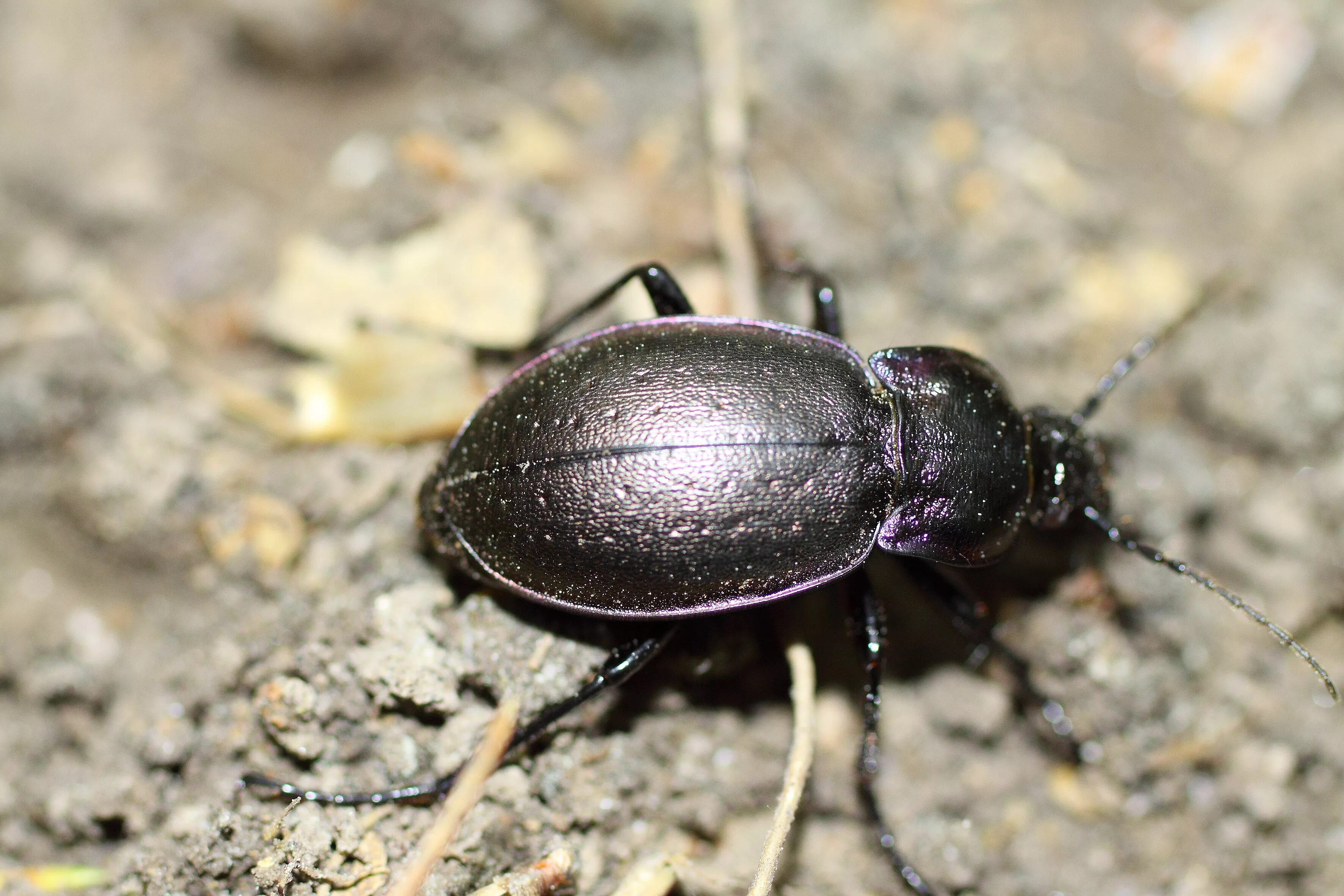Насекомые краснодарского края фото и названия Carabus nemoralis НАСЕКОМЫЕ УРАЛА