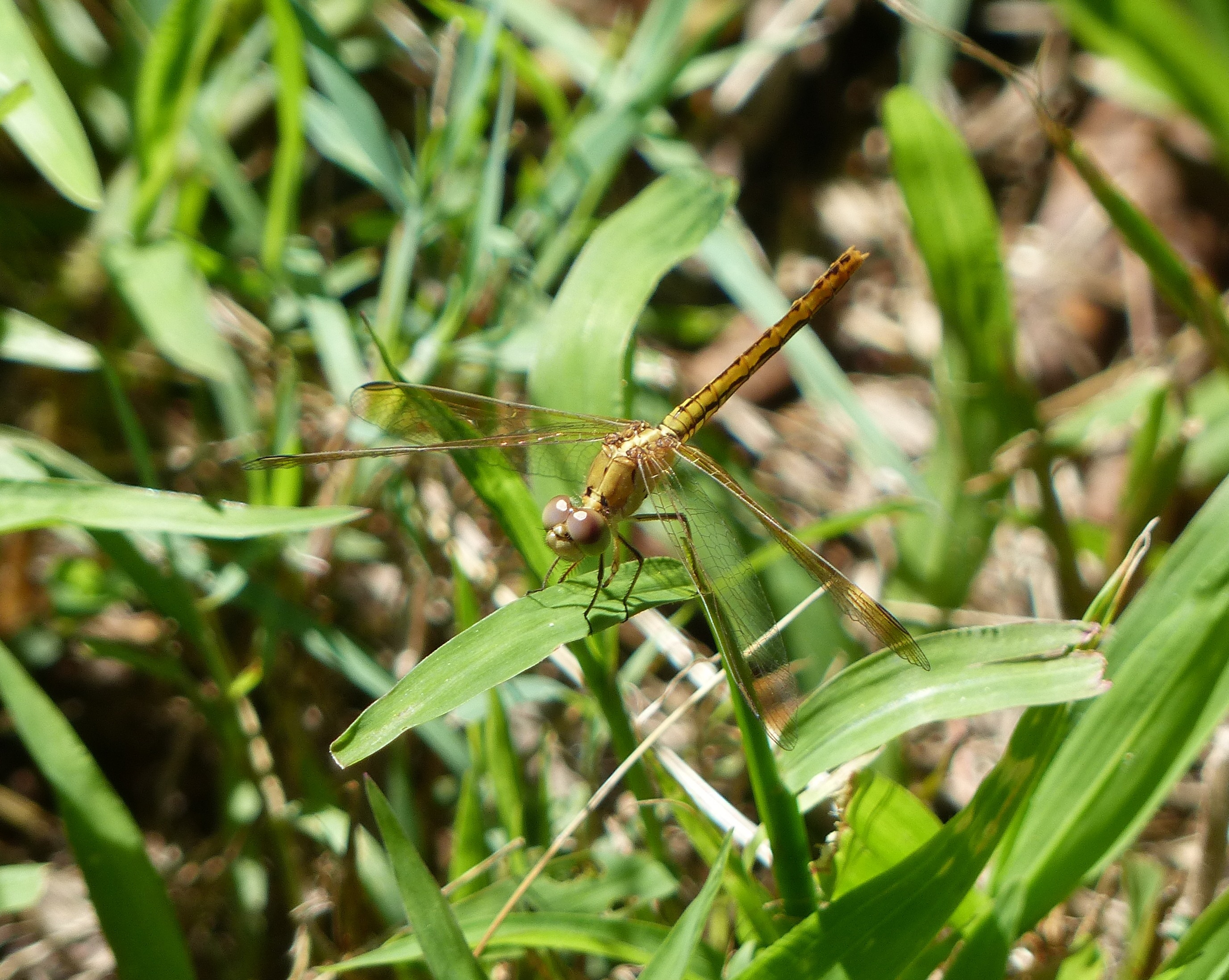 Насекомые краснодарского края фото и названия Free Images : outdoor, wing, lawn, meadow, flower, wildlife, wild, green, insect