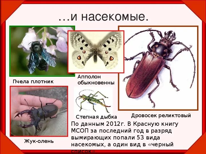 Насекомые красной книги фото и названия Презентация для классного часа " Красная книга"