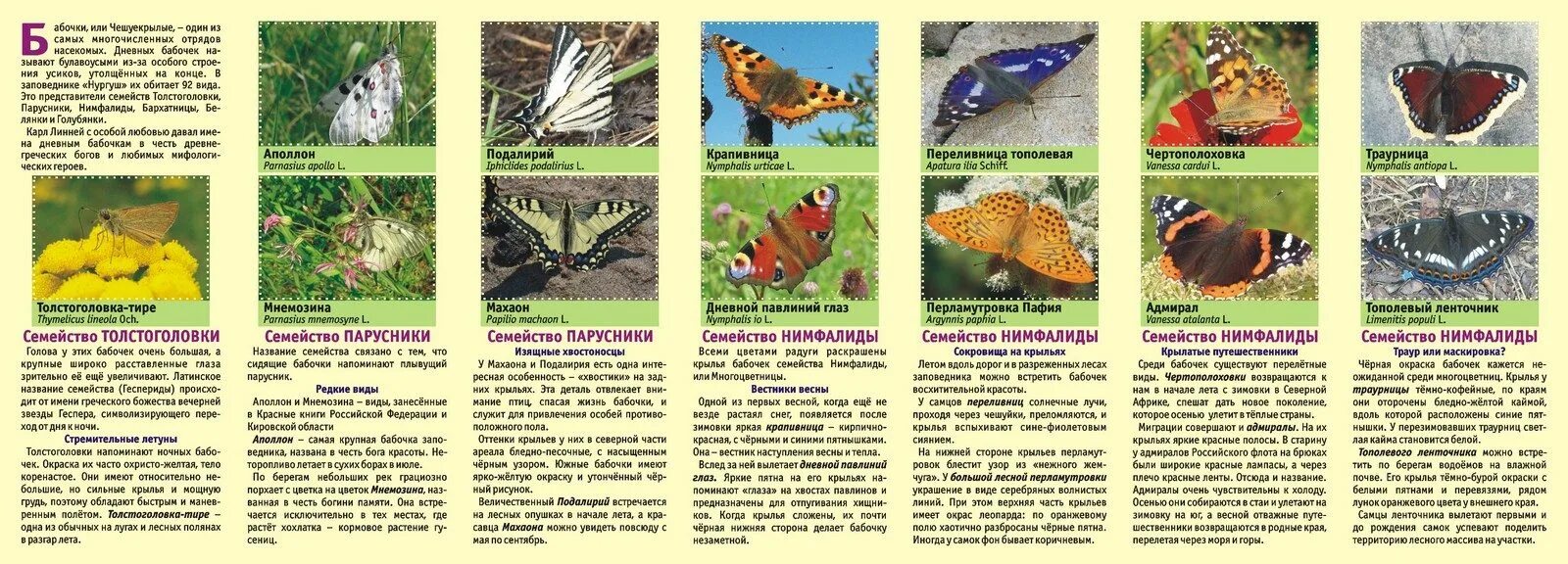 Насекомые красной книги фото и названия Дневные бабочки заповедника "Нургуш" - Заповедник "Нургуш"