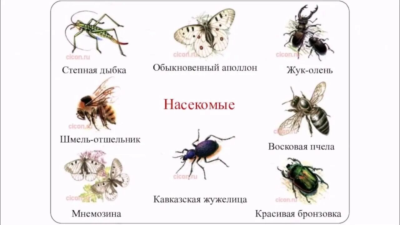 Насекомые красной книги фото и названия Е.Вялых - что такое родина. Читает автор, звукорежиссёр А.Давиденко, создатель в