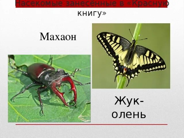Насекомые красной книги россии фото Презентация к уроку окружающего мира для начальных классов по теме "Лес и челове