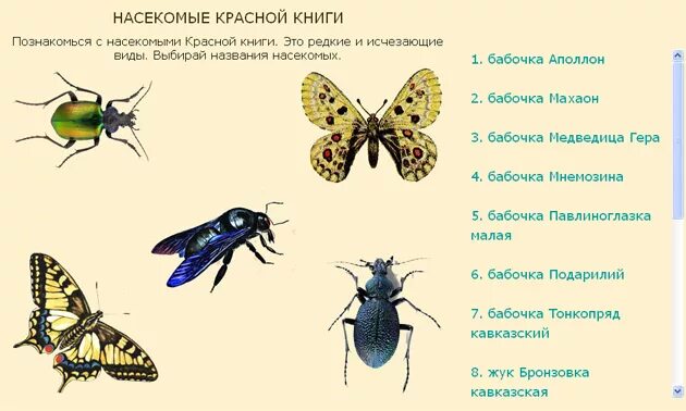 Насекомые красной книги россии фото Насекомые красной книги россии