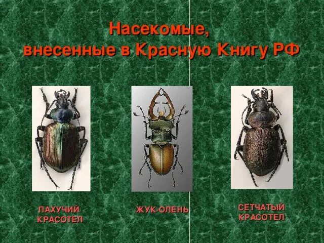 Насекомые красной книги россии фото Конспект урока по естествознанию для 8 класса "Насекомые. Общие признаки насеком