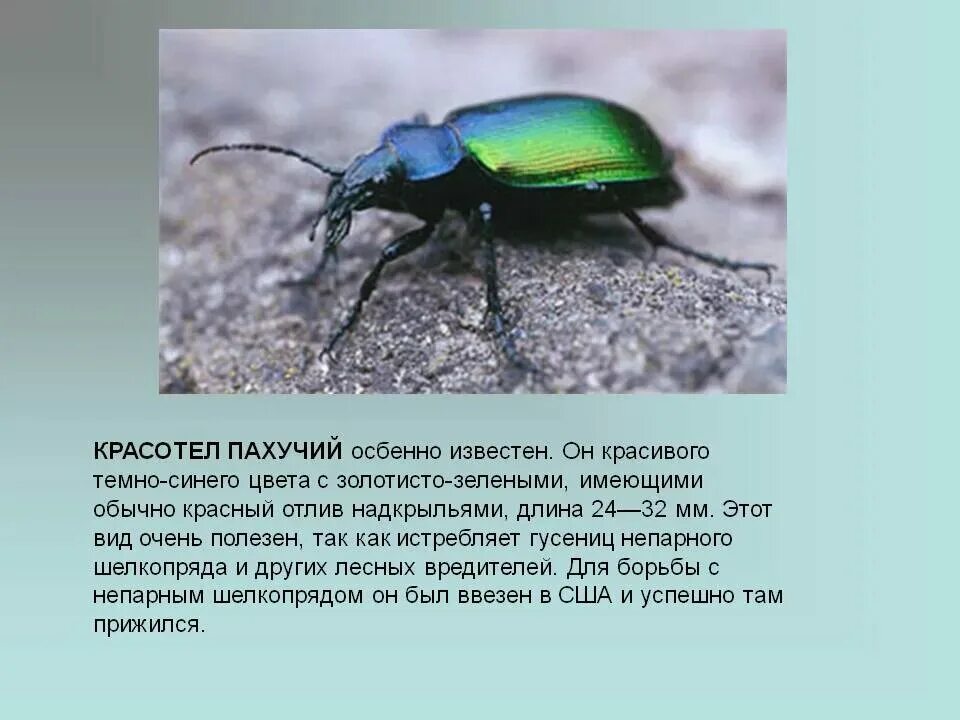 Насекомые красной книги россии фото и описание Тип развития жужелицы краснотел пахучий