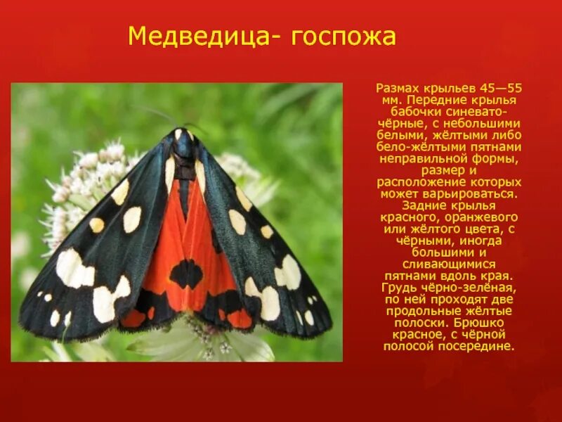 Насекомые красной книги россии фото и описание Насекомые красной книги россии презентация