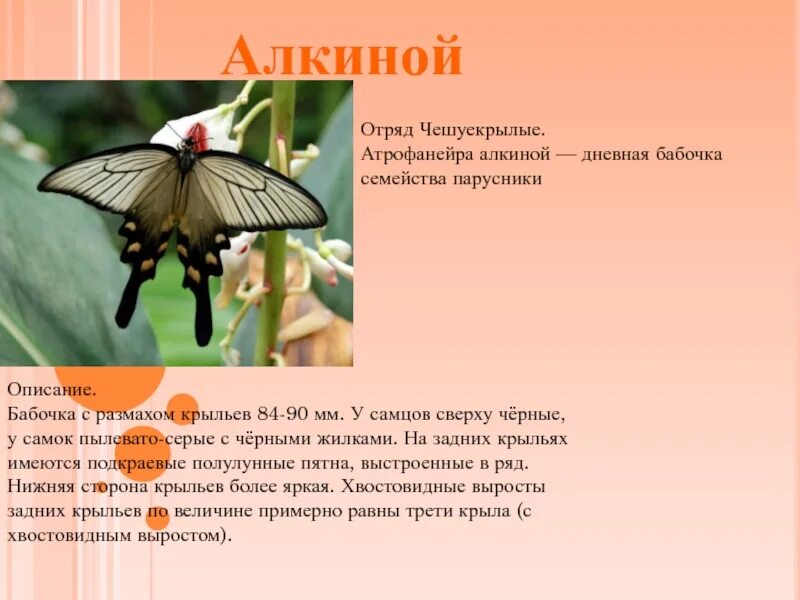 Насекомые красной книги россии фото и описание Картинки БАБОЧКА ВНЕСЕННАЯ В КРАСНУЮ КНИГУ