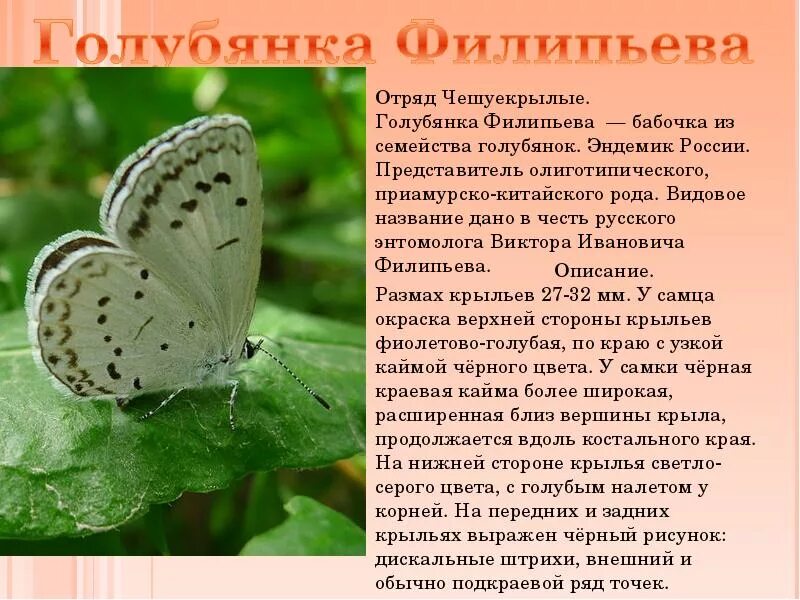 Насекомые красной книги россии фото и описание Картинки БАБОЧКА ВНЕСЕННАЯ В КРАСНУЮ КНИГУ