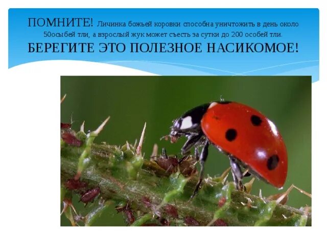 Насекомые красной книги россии фото и описание Насекомое " Красной книги России" - дошкольное образование, презентации