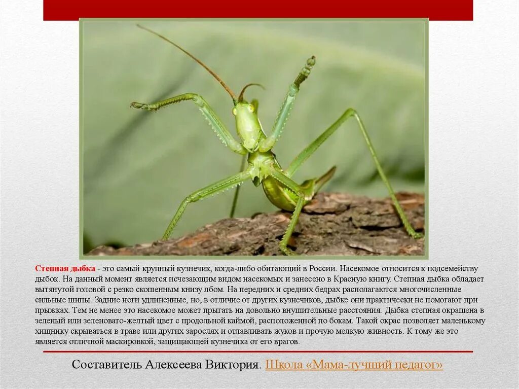 Насекомые красной книги россии фото и описание Картинки КРАСНАЯ КНИГА РАСТЕНИЯ ЖИВОТНЫЕ НАСЕКОМЫЕ