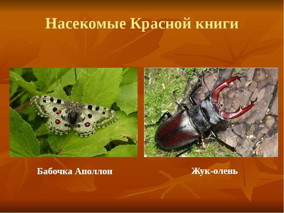 Насекомые красной книги россии фото и описание Животные и насекомые красной книги