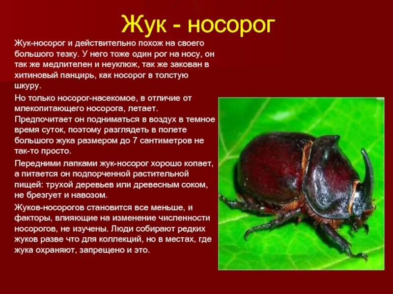 Насекомые красной книги россии фото и описание Животные и насекомые из красной книги: найдено 87 изображений