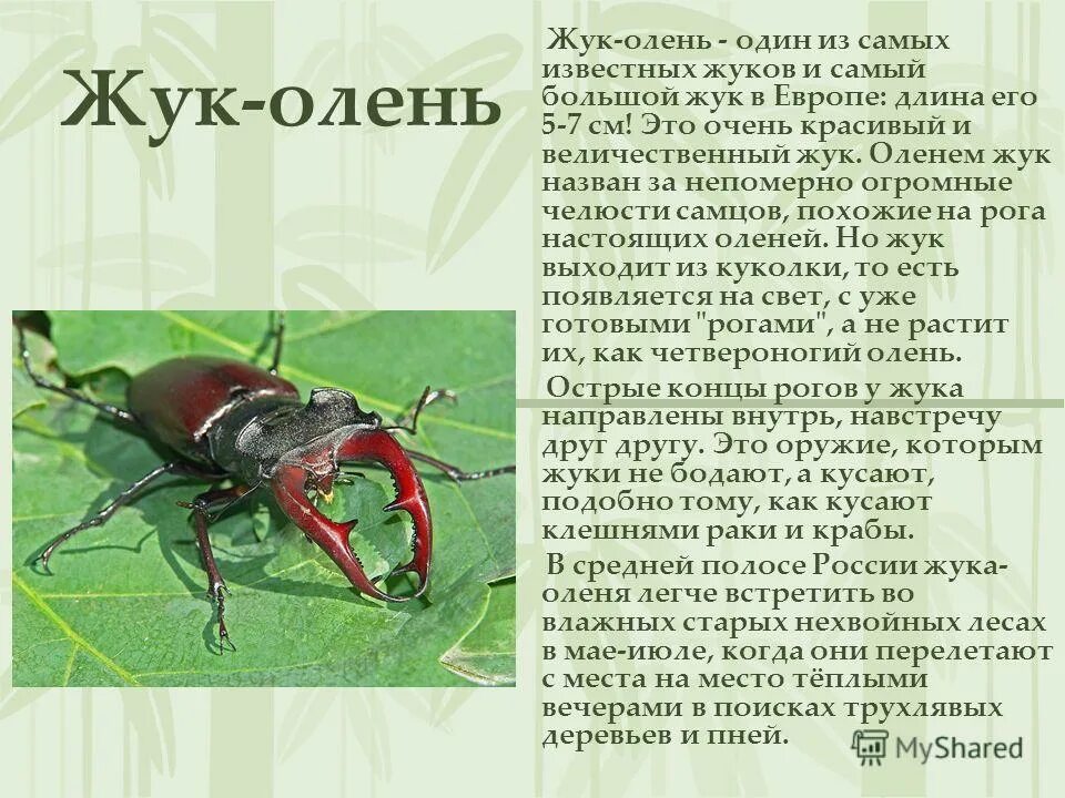 Насекомые красной книги россии фото и описание Красная книга жук олень описание