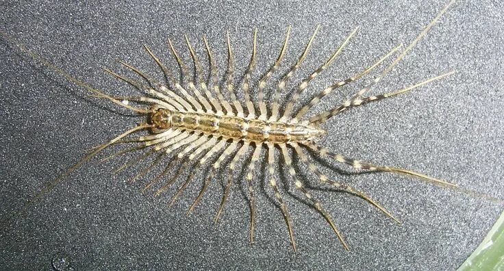 Насекомые крыма фото Insect - house centipede (1272 × 686) Centipede, Bugs, Silverfish
