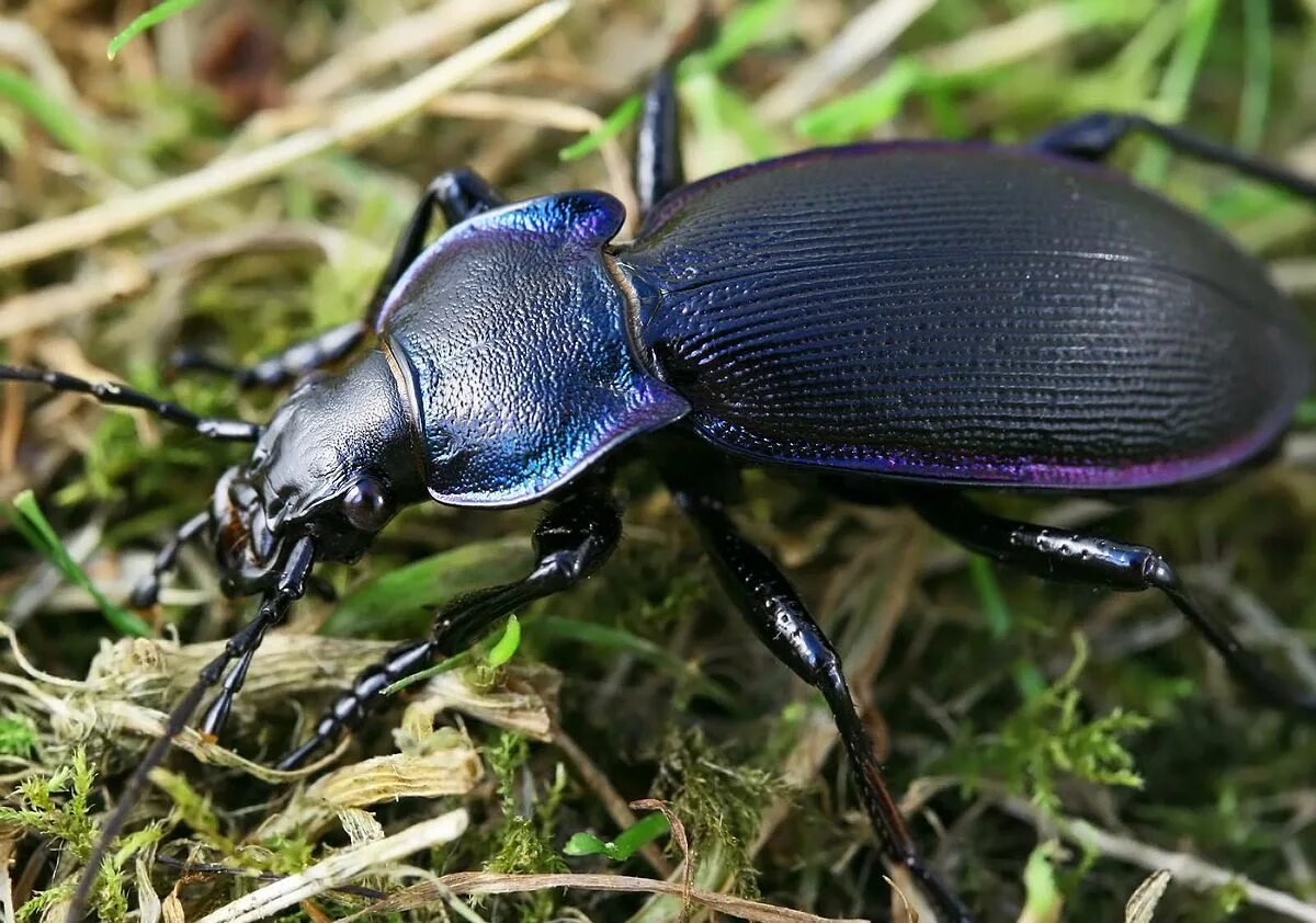 Насекомые крыма фото с названиями Carabus violaceus - Википедија