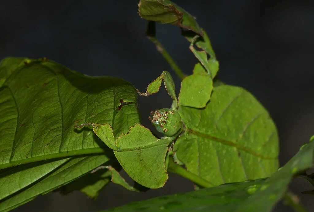 Насекомые листья фото Giant Leaf Insect (Phyllium giganteum) Butterfly Farm, Bri. Flickr