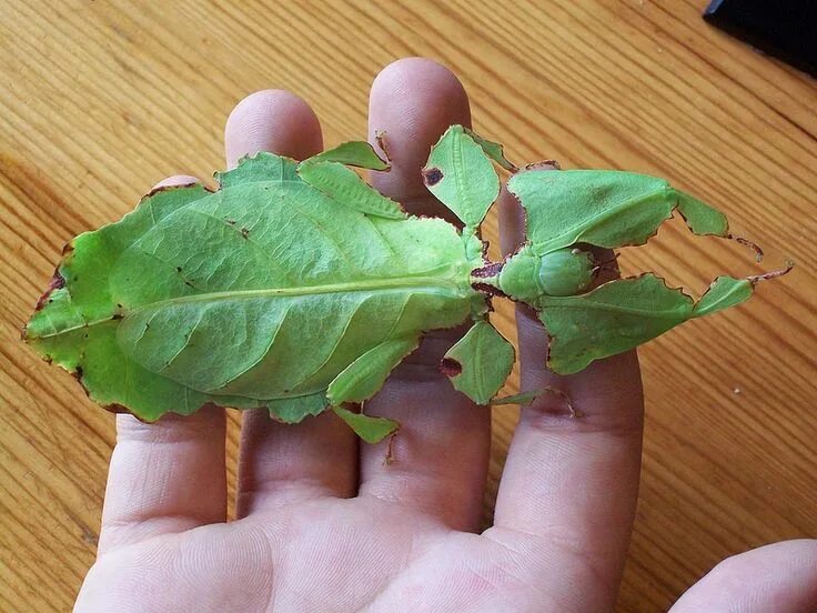 Насекомые листья фото Leaf Bug Insects, Stick insect, Bugs and insects