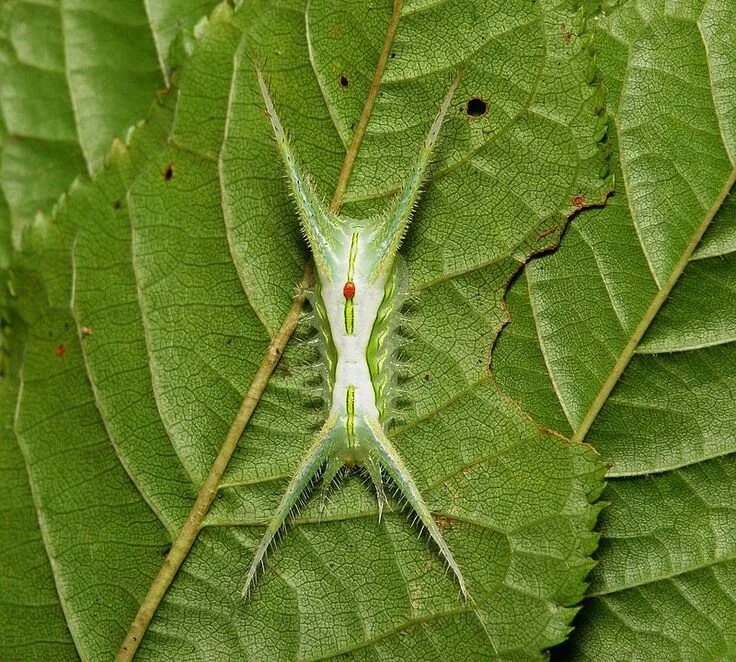 Насекомые листья фото Stinging Nettle Slug Caterpillar (Cup Moth, Limacodidae) "Bindi" Caterpillar, Mo