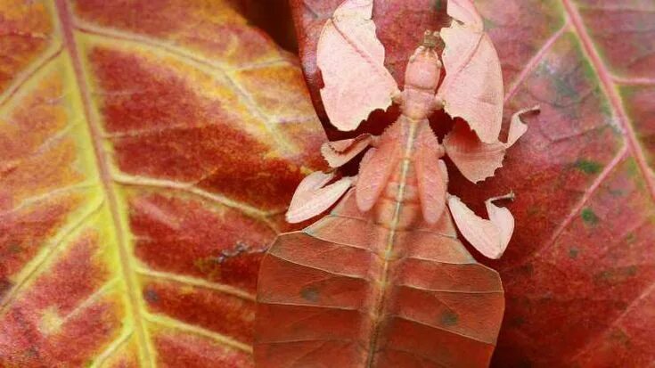 Насекомые листья фото Las fotos más bellas de Bing Bugs and insects, Insects for sale, Insect photogra
