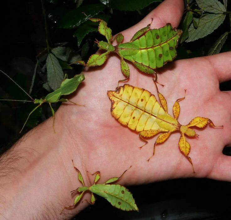 Насекомые листья фото Phyllium philippinicum Bugs and insects, Beautiful bugs, Cool bugs