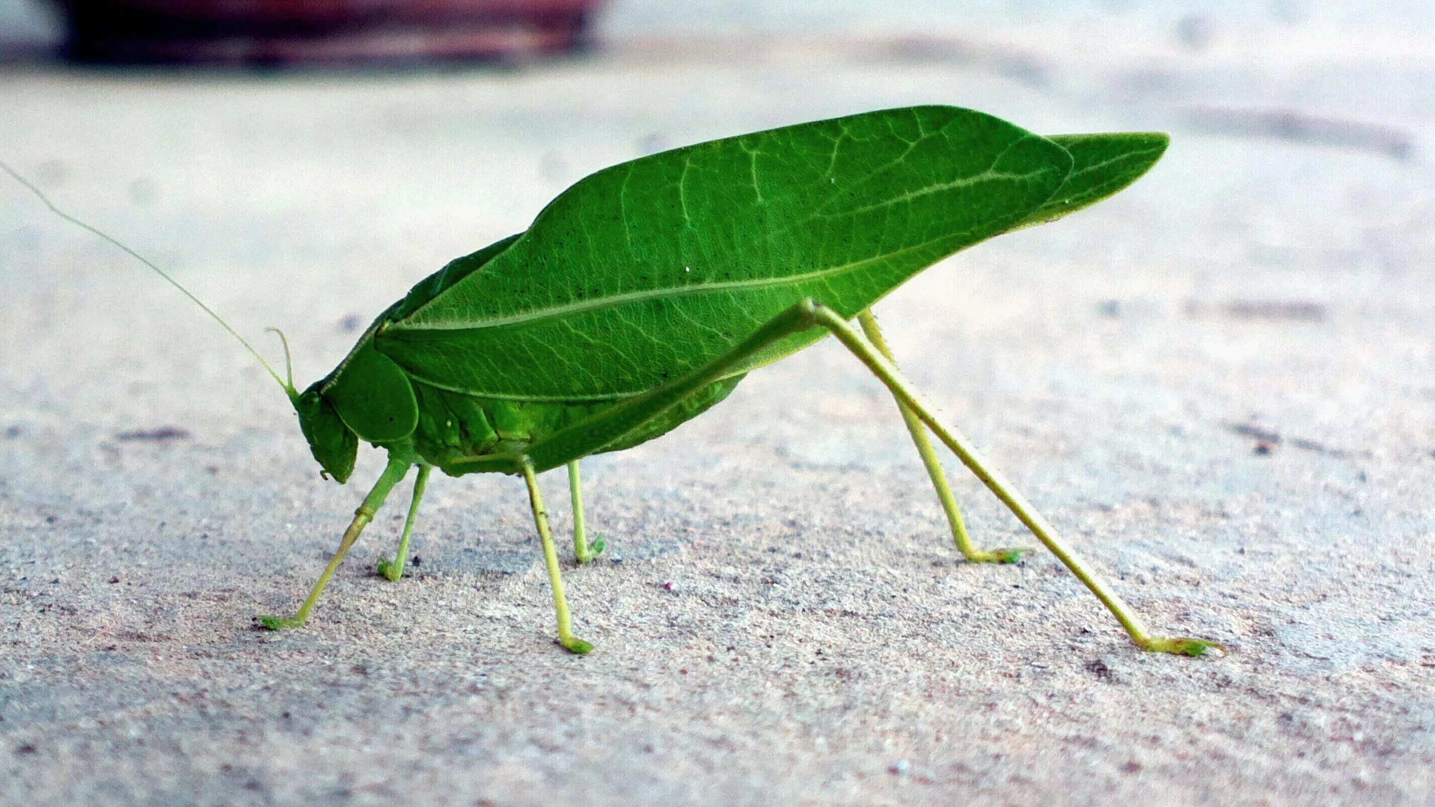 Насекомые листья фото Free Images : nature, grass, wing, leaf, green, insect, fauna, invertebrate, clo