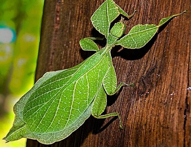 Насекомые листья фото Cockroach Walking, Green, Insects, Beautiful bugs, Leaves