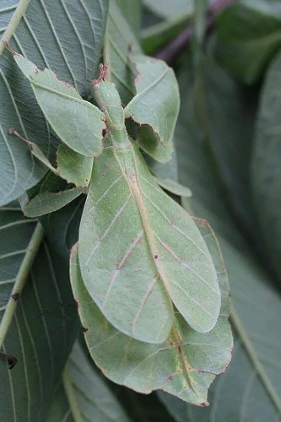 Насекомые листья фото So cool...a giant Malaysian Leaf Insect ღ Сумасшедшие животные, Домашние птицы, 