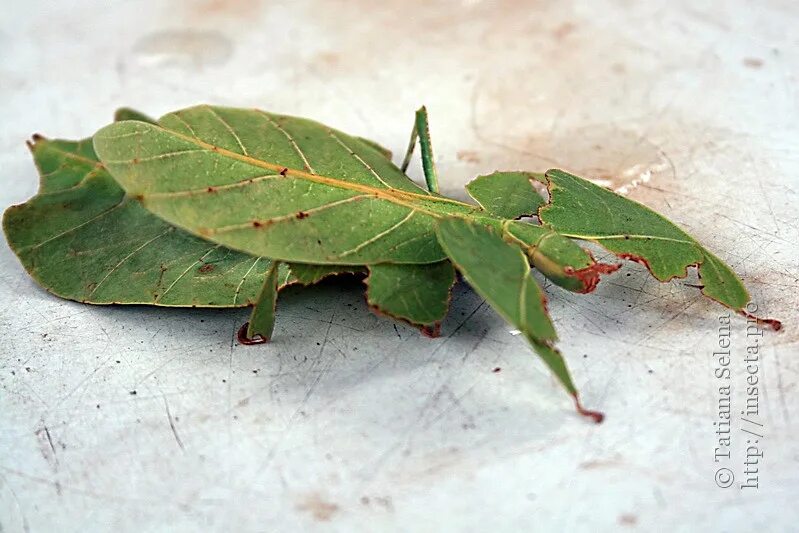 Насекомые листья фото Photo #50142: Phyllium jacobsoni