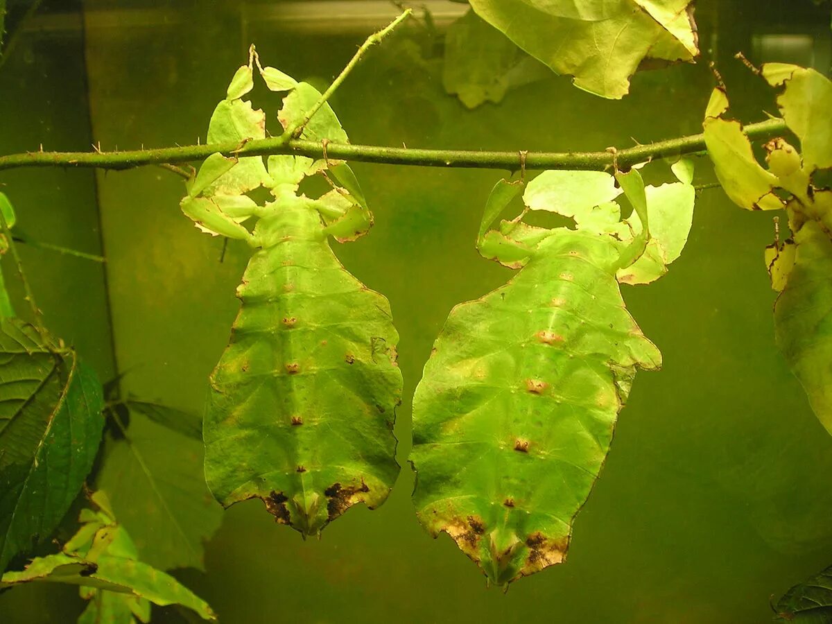 Насекомые листья фото File:Phyllium giganteum.JPG - Wikipedia