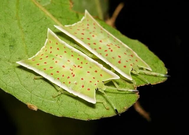 Насекомые листья фото giant shield bug nymphs Shield bugs, Weird animals, Bugs
