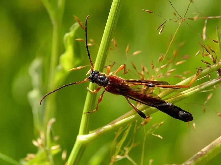 Насекомые московской области фото и описание Короткокрыл большой, Necydalus major(жук) / VFL.Ru - надёжный и быстрый фотохост