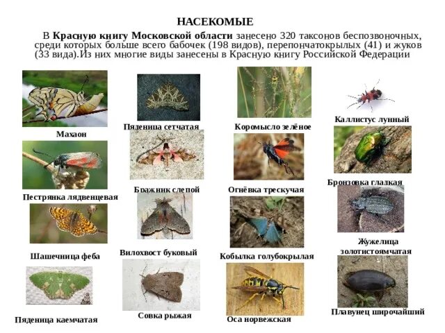 Насекомые московской области фото и описание Насекомые московской области описание - CollectPhoto.ru