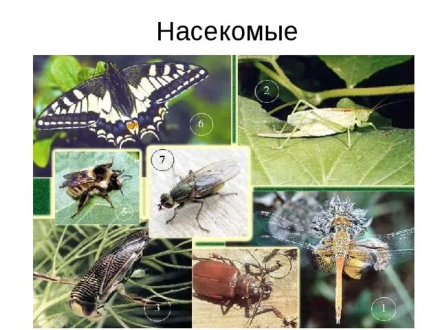 Насекомые московской области фото и описание Презентация к уроку "Жизнь животных"