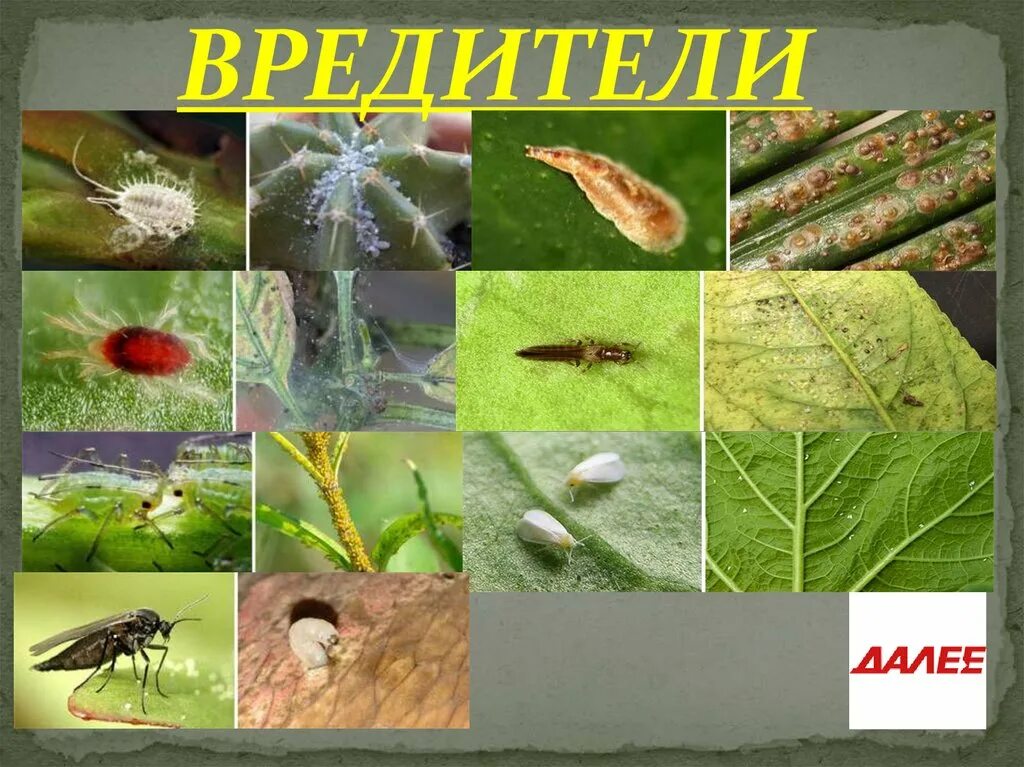 Насекомые на комнатных растениях фото и названия Вредители цветов комнатных фото - DelaDom.ru