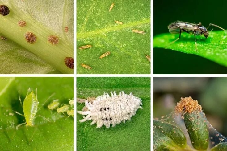 Насекомые на комнатных растениях фото и названия Learn to identify, control and prevent common houseplant pests. Complete guide t