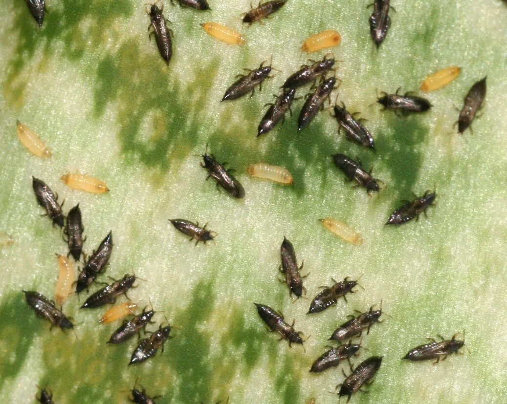 Насекомые на комнатных растениях фото и названия Phlaeothripidae - Википедия