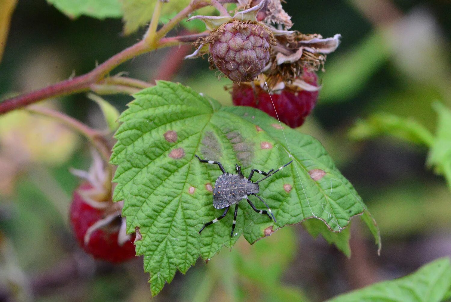 Насекомые на малине фото Watch for Brown Marmorated Stink Bug Kentucky Pest News